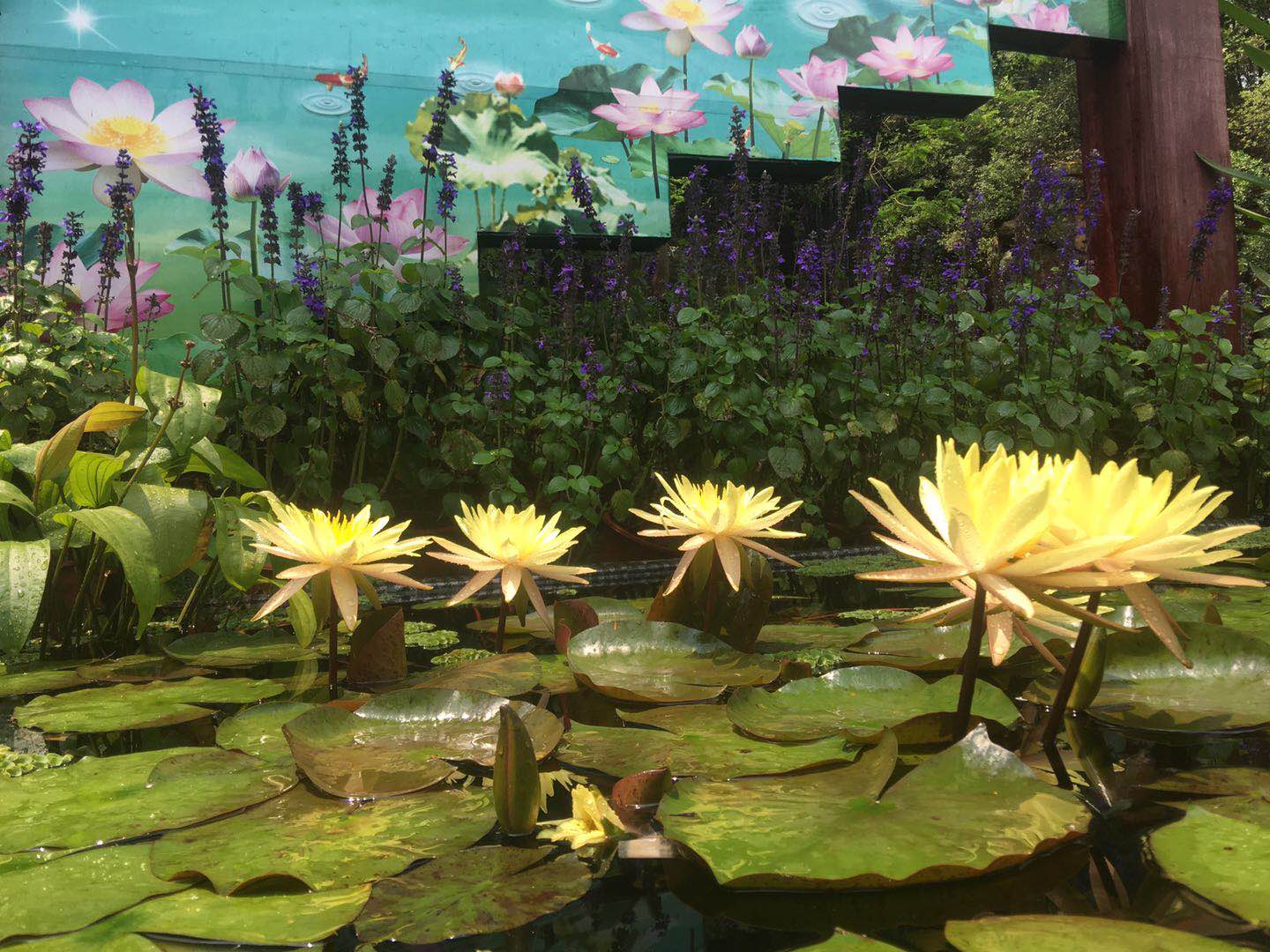 莲花鱼池